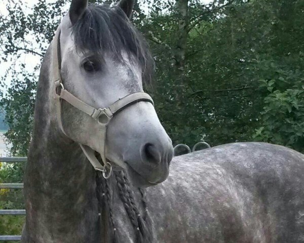 horse Ateneo (Pura Raza Espanola (PRE), 2008)