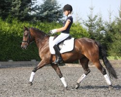 dressage horse Donna Dorina (German Riding Pony, 2004, from Kaiser As)