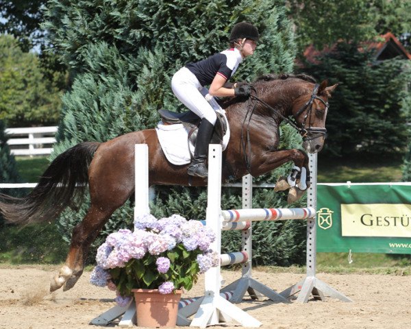 jumper Hinnek (German Riding Pony, 2004, from Crown Hartbreaker)