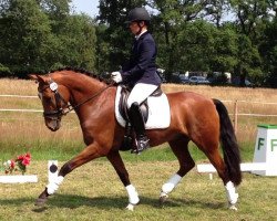 Dressurpferd Timms Duke (Deutsches Reitpony, 2010, von Donnerhall)