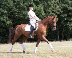 dressage horse Merlin (Deutsches Reitpony, 2003, from Markgraf)