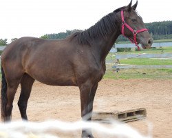 broodmare Shankara (Mecklenburg, 2012, from Saverio)