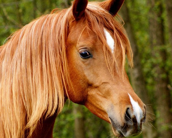 stallion Badii Mahra (Arabian thoroughbred, 2012, from Uranos EAO)