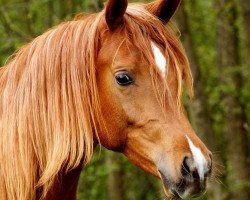 stallion Badii Mahra (Arabian thoroughbred, 2012, from Uranos EAO)