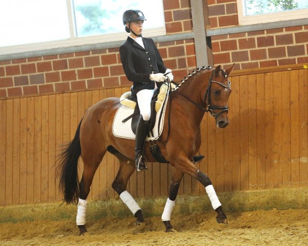 broodmare Caramira (German Riding Pony, 2009, from FS Champion de Luxe)