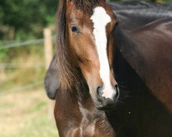 horse Alina von Siebenbergen (Alt-Oldenburger / Ostfriesen, 2012, from Casanova Boy)