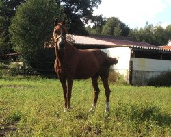 broodmare De Bora Golden Dempsy Se.M. (German Riding Pony, 2000, from FS Don't Worry)