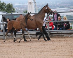 Zuchtstute Korona (Trakehner, 2014, von Sixtus)