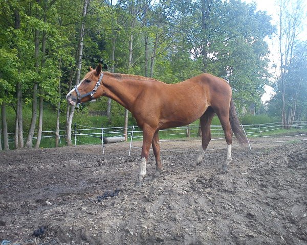 horse Liehra (German Riding Pony, 2001, from Nightstar)