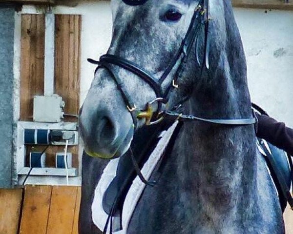 dressage horse Laolito (Trakehner, 2009, from Domhardt)