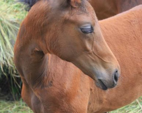 broodmare Fohlen von Heinrich Heine x Bolero (Hanoverian, 2014, from Heinrich Heine)