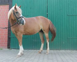 Pferd Greta (Haflinger-Mix, 2010)