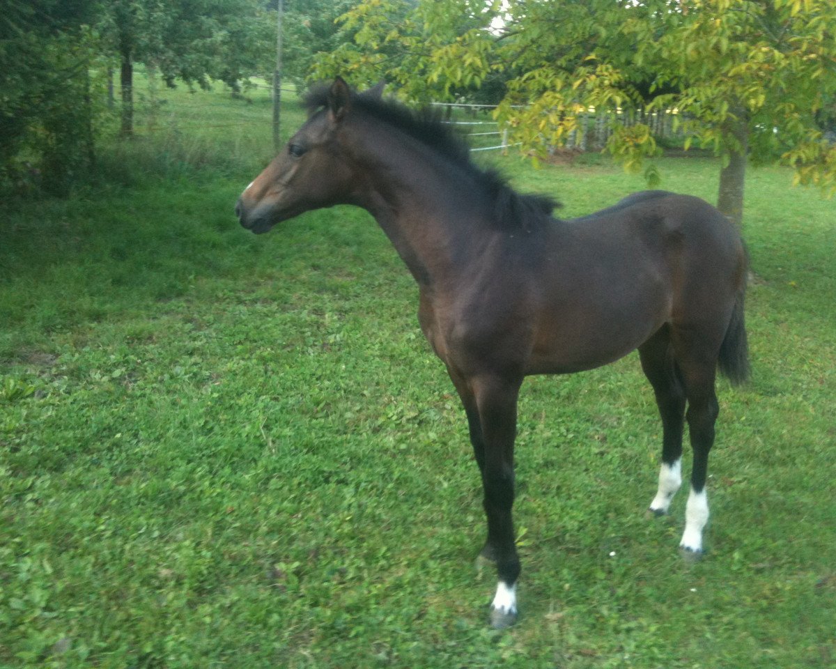 Zuchtstute Bellevue (Württemberger, 2011, von Balou du Rouet)