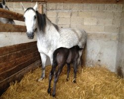 broodmare Lana C (Hanoverian, 2006, from Tannenhof's London Swing)