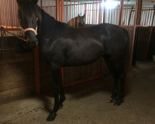 jumper Coralie (Hanoverian, 2013, from Conteur)