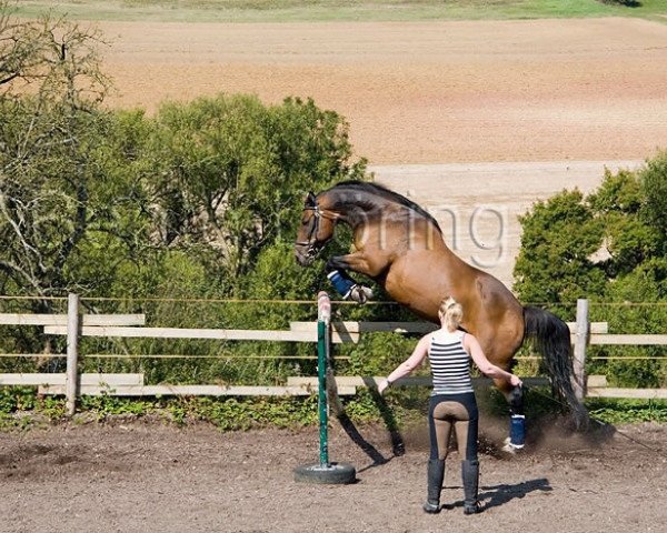 horse Carlos 558 (Hungarian Warmblood, 1996, from Unbekannt HUN)