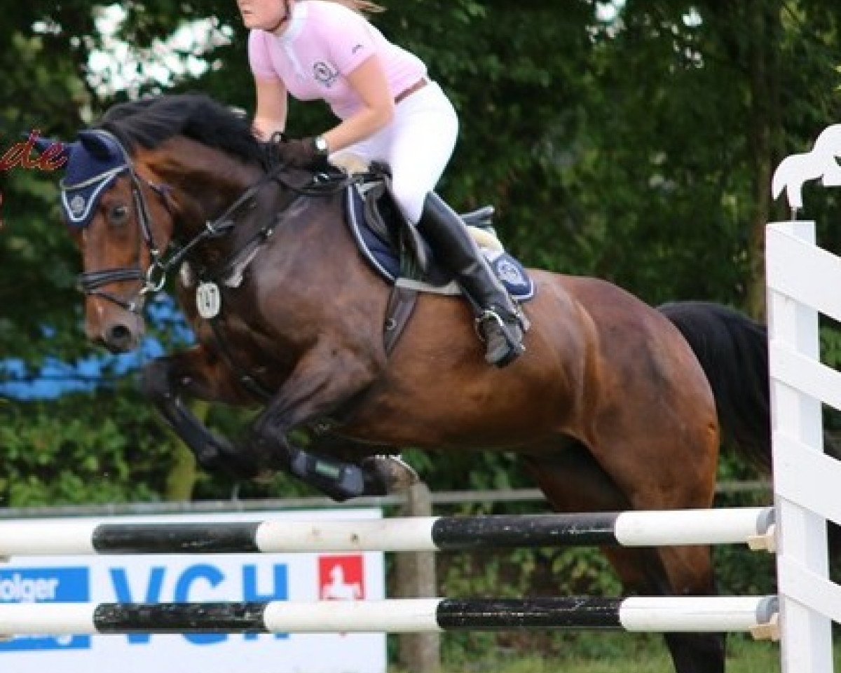 jumper Clarissa 102 (German Warmblood, 2001)
