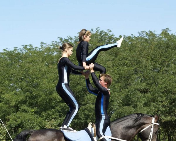 Deckhengst Rizling (Ungarisches Warmblut, 1990, von Roberto)