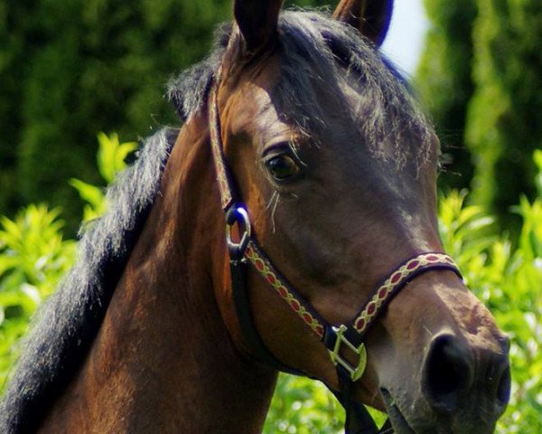 Zuchtstute Finja´s Pride STR (Österreichisches Warmblut, 2012, von Sandro Hit)