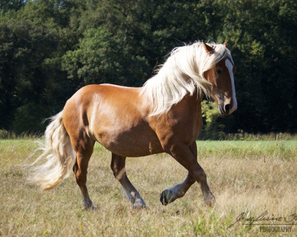 horse Käpt'n Balu (South German draft horse, 2008, from Dickkopf)