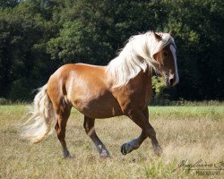 Pferd Käpt'n Balu (Süddeutsches Kaltblut, 2008, von Dickkopf)