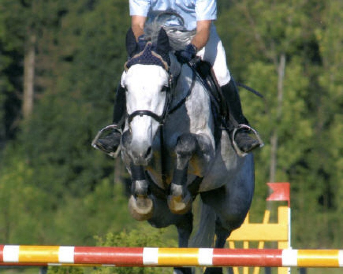 broodmare C'est la vie 28 (Württemberger, 1995, from Cento)
