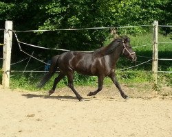 broodmare Hrefna vom Pekenberg (Iceland Horse, 2002, from Nupur fra Stora-Hofi)