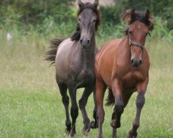 Pferd Mago (Pura Raza Espanola (PRE), 2013, von Giorgio)