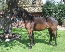 jumper Dalia (Friesian-Mix, 2011)