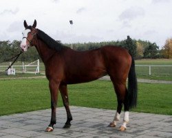 broodmare La Marina L (polish noble half-breed, 2008, from Marino)