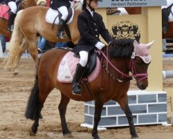 horse Ronja (German Riding Pony, 2003, from Night-Dream)