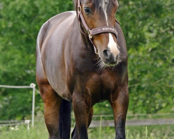 jumper Campino (German Riding Pony, 2006)