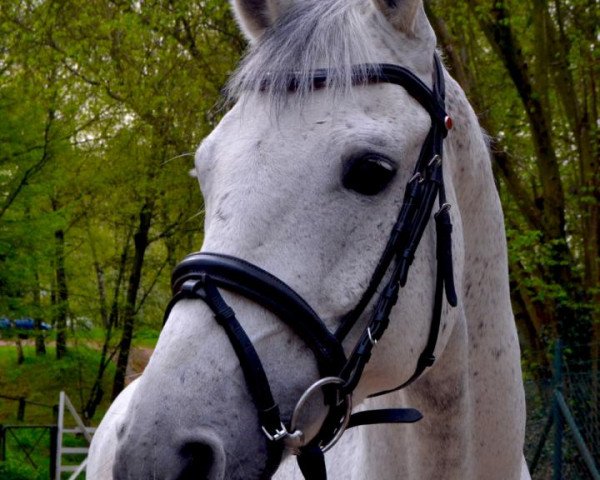 Pferd Connemara-Pony (Connemara-Pony, 2009)