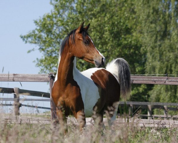 Pferd Coloured Gino Ginelli (Arabisches Halbblut / Partbred, 2013, von El Mariachi ox)