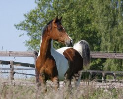 horse Coloured Gino Ginelli (Arab half breed / Partbred, 2013, from El Mariachi ox)