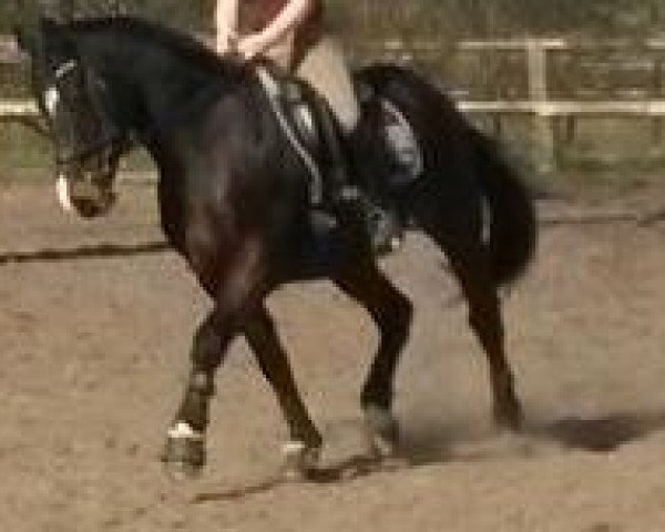 stallion Anjershof Romeo (Nederlands Welsh Ridepony, 1994, from Anjershof Rocky)