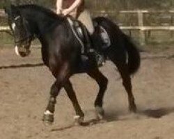 stallion Anjershof Romeo (Nederlands Welsh Ridepony, 1994, from Anjershof Rocky)