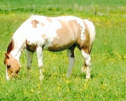 dressage horse Sam (Sachse, 1996)