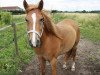 dressage horse Merlin (Hanoverian, 2005)