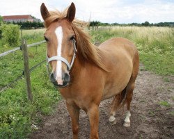 dressage horse Merlin (Hanoverian, 2005)