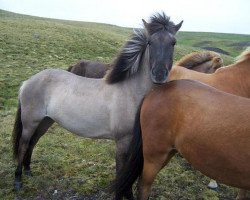 Pferd Valur frá Syðra-Kolugili (Islandpferd, 2010, von Glymur frá Innri-Skeljabrekku)