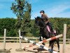 dressage horse Shadow (Shetland Pony, 2007)