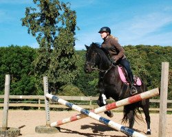 dressage horse Shadow (Shetland Pony, 2007)