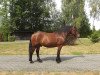 dressage horse Lucky (Haflinger, 2009)