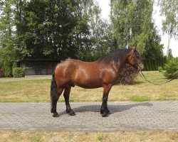 Dressurpferd Lucky (Haflinger, 2009)