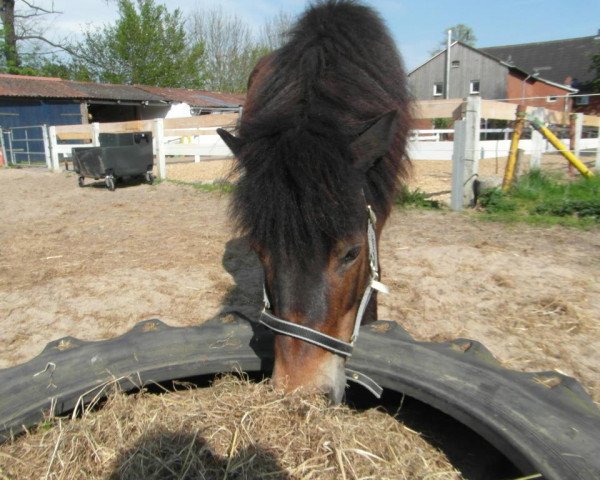 dressage horse Püppi (Shetland Pony, 1999)