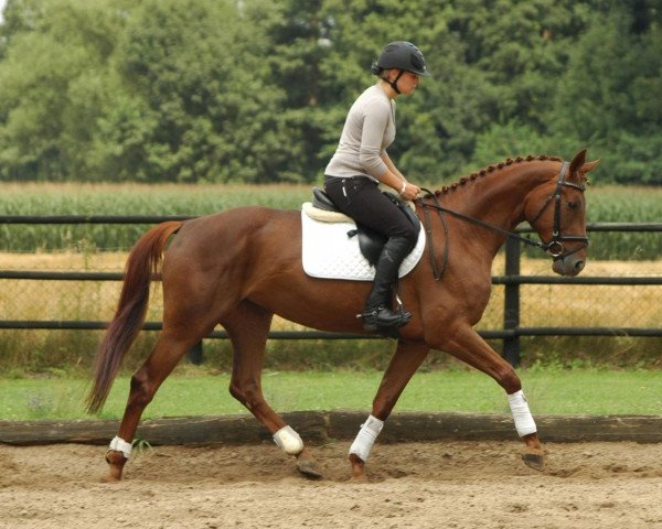 broodmare Stute von Brentano II (Hanoverian, 2009, from Brentano II)