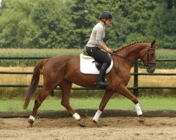 broodmare Stute von Brentano II (Hanoverian, 2009, from Brentano II)