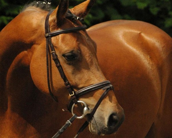 Pferd Wallach von Lugato (Westfale, 2009, von Lugato)