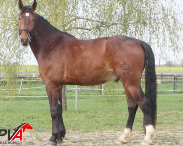 Pferd Eddie (Schweres Warmblut, 2010, von Elbcapitän)